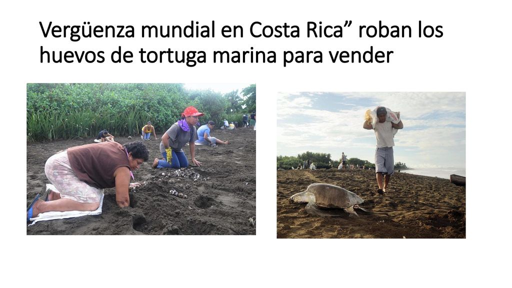 Vergüenza mundial en Costa Rica roban los huevos de tortuga marina para vender
