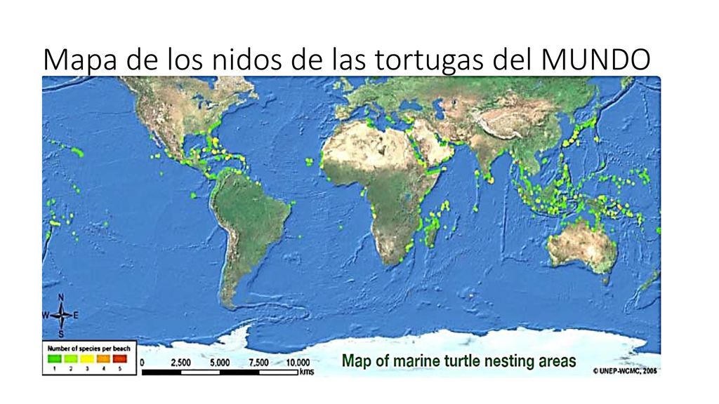 Mapa de los nidos de las tortugas del MUNDO