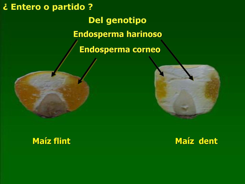 ¿ Entero o partido Del genotipo Endosperma harinoso Endosperma corneo Maíz flint Maíz dent