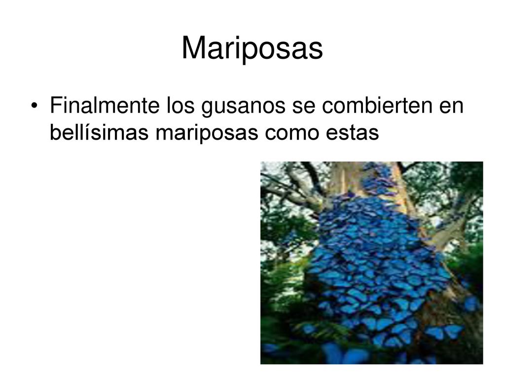 Mariposas Finalmente los gusanos se combierten en bellísimas mariposas como estas