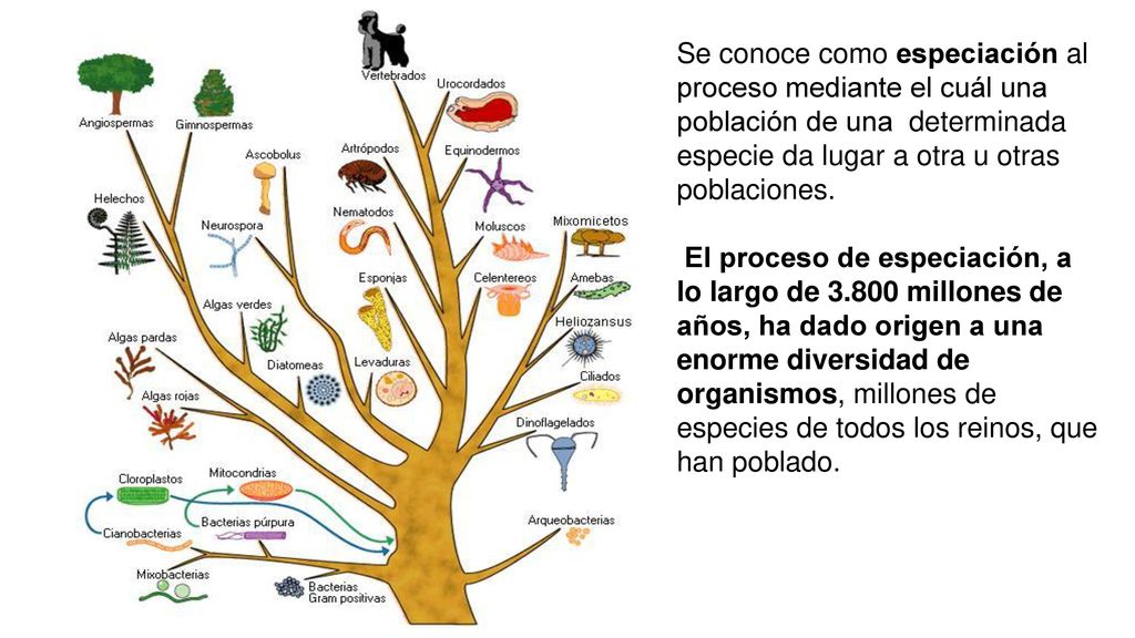 Se conoce como especiación al proceso mediante el cuál una población de una determinada especie da lugar a otra u otras poblaciones.