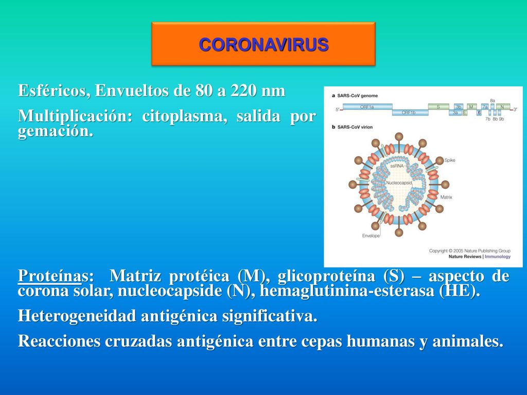 CORONAVIRUS Esféricos, Envueltos de 80 a 220 nm. Multiplicación: citoplasma, salida por gemación.
