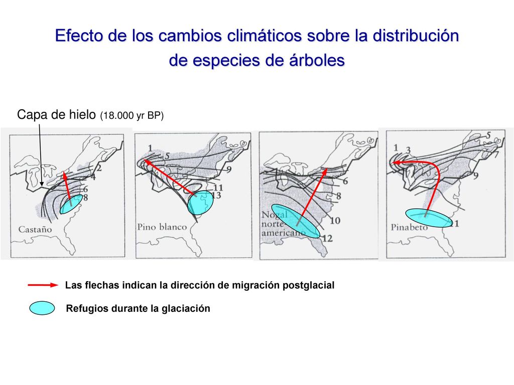 Efecto de los cambios climáticos sobre la distribución de especies de árboles