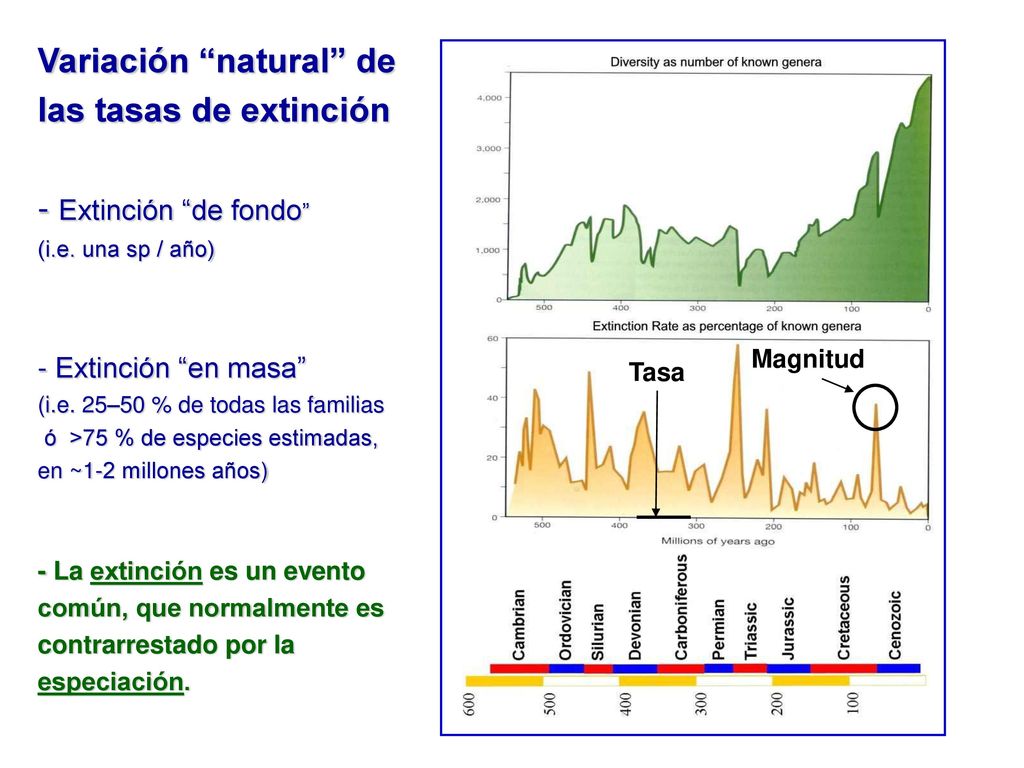 Variación natural de las tasas de extinción - Extinción de fondo (i.e. una sp / año) - Extinción en masa (i.e. 25–50 % de todas las familias ó >75 % de especies estimadas, en ~1-2 millones años) - La extinción es un evento común, que normalmente es contrarrestado por la especiación.