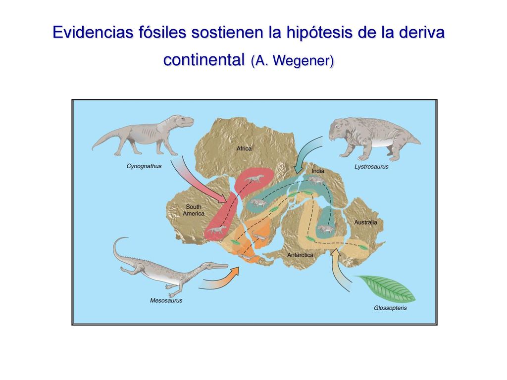 Evidencias fósiles sostienen la hipótesis de la deriva continental (A
