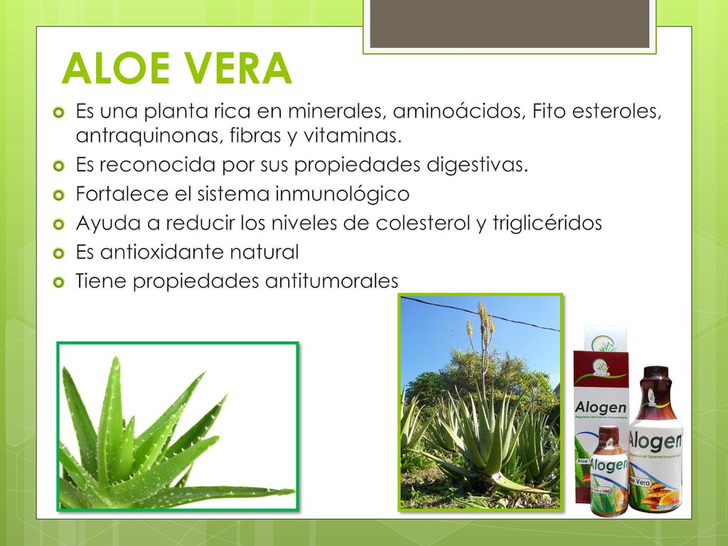 ALOE VERA Es una planta rica en minerales, aminoácidos, Fito esteroles, antraquinonas, fibras y vitaminas.