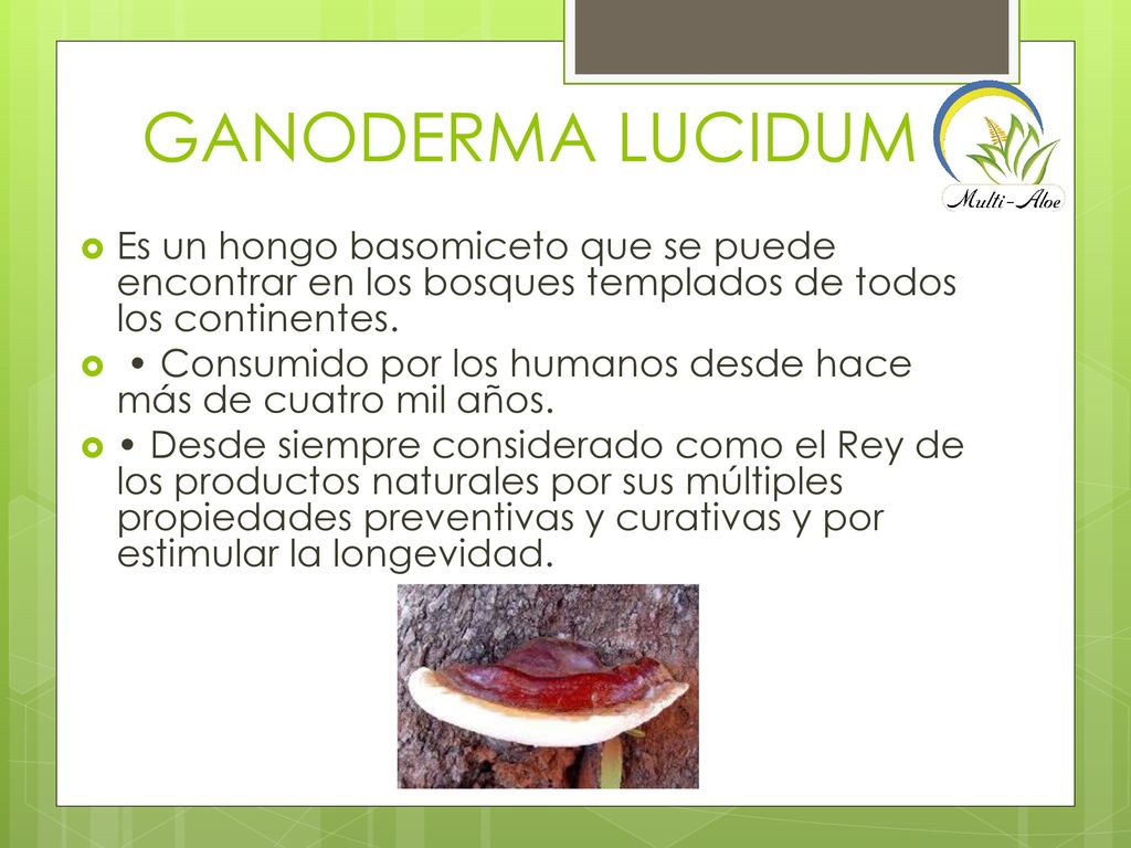GANODERMA LUCIDUM Es un hongo basomiceto que se puede encontrar en los bosques templados de todos los continentes.