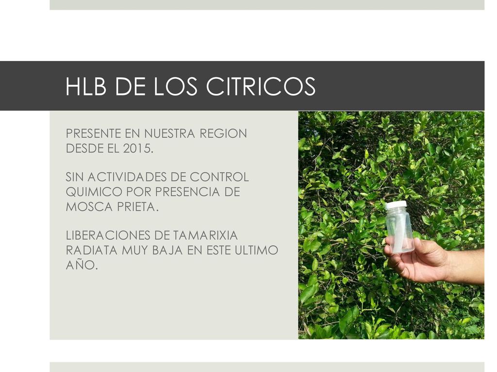 HLB DE LOS CITRICOS PRESENTE EN NUESTRA REGION DESDE EL 2015.