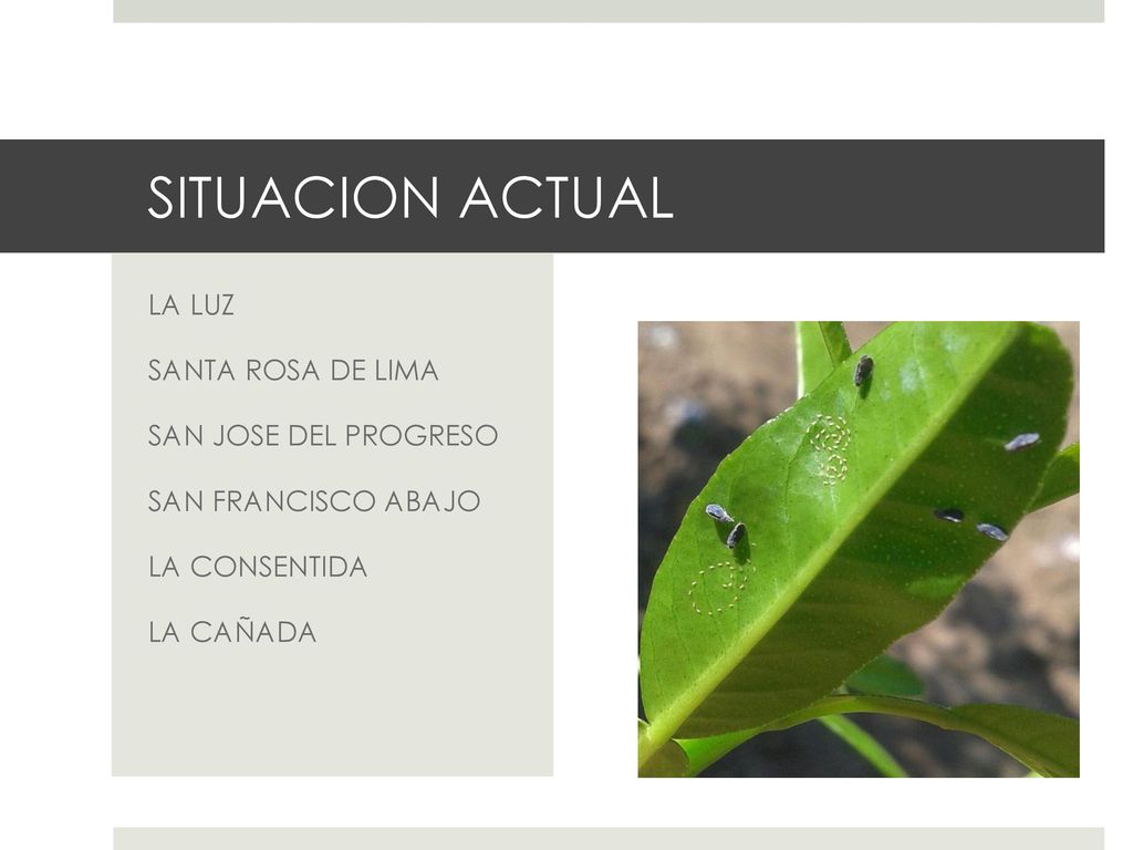 SITUACION ACTUAL LA LUZ SANTA ROSA DE LIMA SAN JOSE DEL PROGRESO