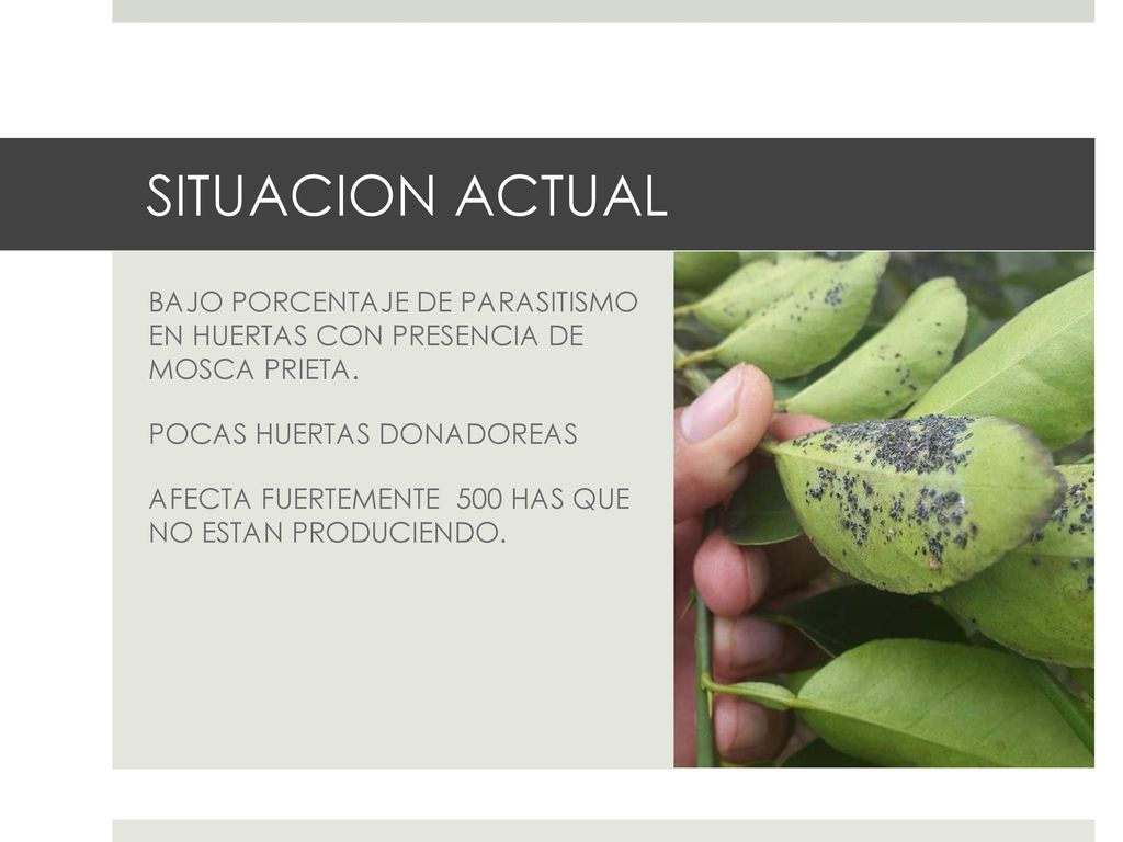SITUACION ACTUAL BAJO PORCENTAJE DE PARASITISMO EN HUERTAS CON PRESENCIA DE MOSCA PRIETA. POCAS HUERTAS DONADOREAS.