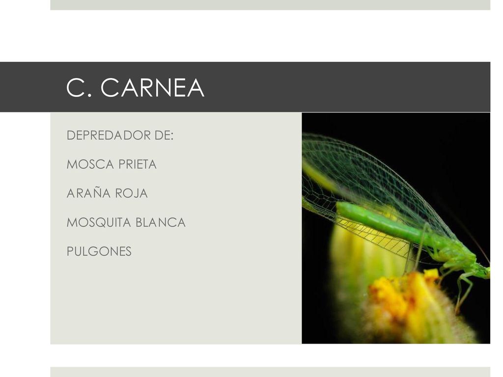 C. CARNEA DEPREDADOR DE: MOSCA PRIETA ARAÑA ROJA MOSQUITA BLANCA