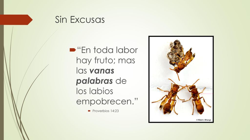 Sin Excusas En toda labor hay fruto; mas las vanas palabras de los labios empobrecen. Proverbios 14:23.