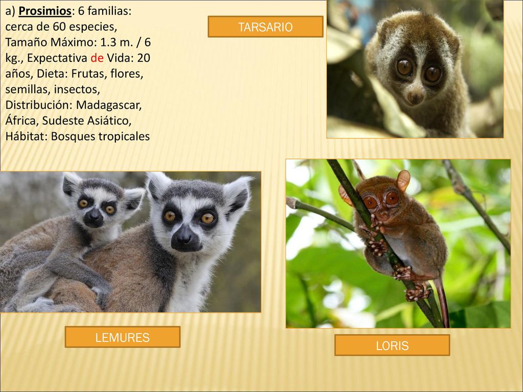a) Prosimios: 6 familias: cerca de 60 especies, Tamaño Máximo: 1. 3 m