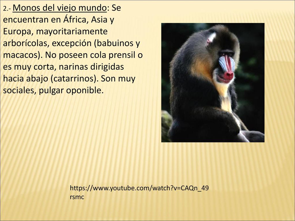 2.- Monos del viejo mundo: Se encuentran en África, Asia y Europa, mayoritariamente arborícolas, excepción (babuinos y macacos). No poseen cola prensil o es muy corta, narinas dirigidas hacia abajo (catarrinos). Son muy sociales, pulgar oponible.