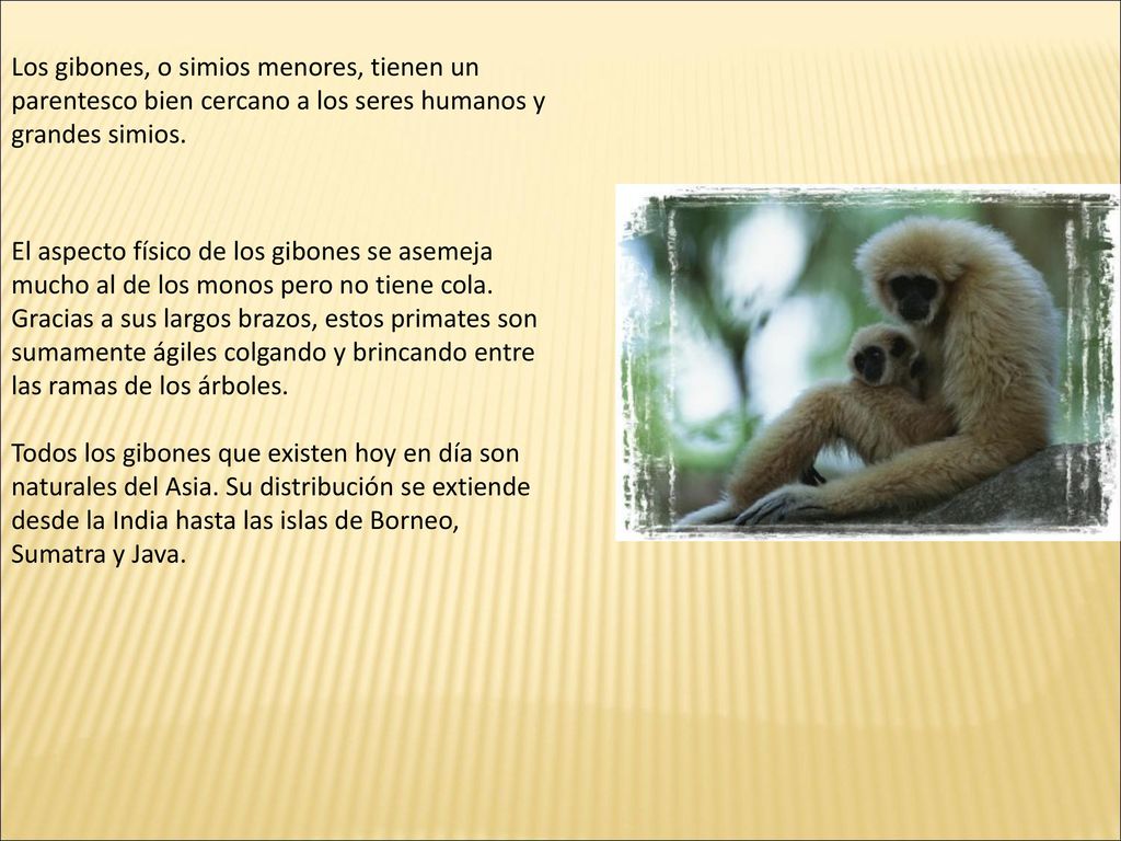 Los gibones, o simios menores, tienen un parentesco bien cercano a los seres humanos y grandes simios.