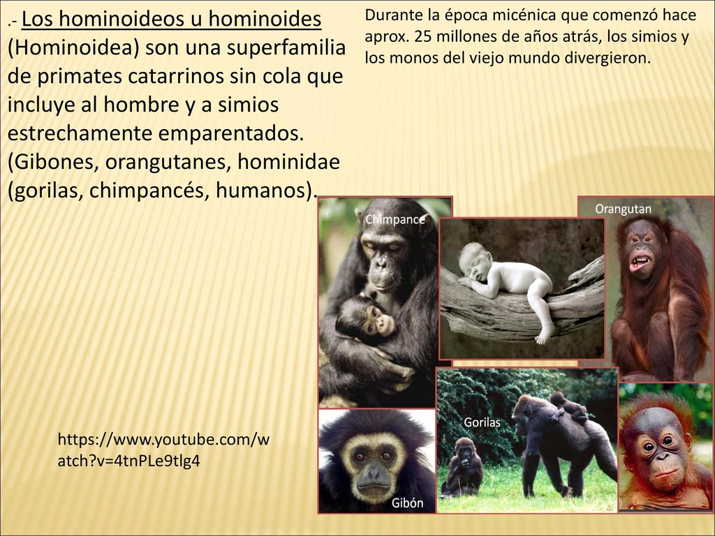 .- Los hominoideos u hominoides (Hominoidea) son una superfamilia de primates catarrinos sin cola que incluye al hombre y a simios estrechamente emparentados. (Gibones, orangutanes, hominidae (gorilas, chimpancés, humanos).