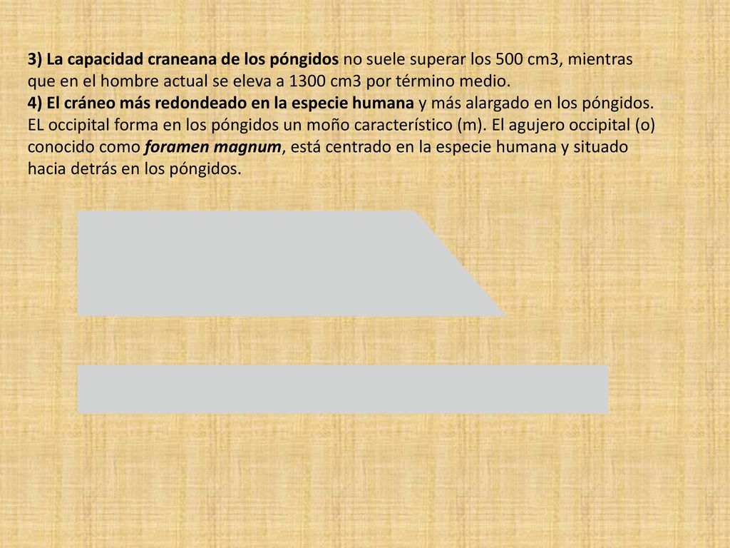 3) La capacidad craneana de los póngidos no suele superar los 500 cm3, mientras que en el hombre actual se eleva a 1300 cm3 por término medio.