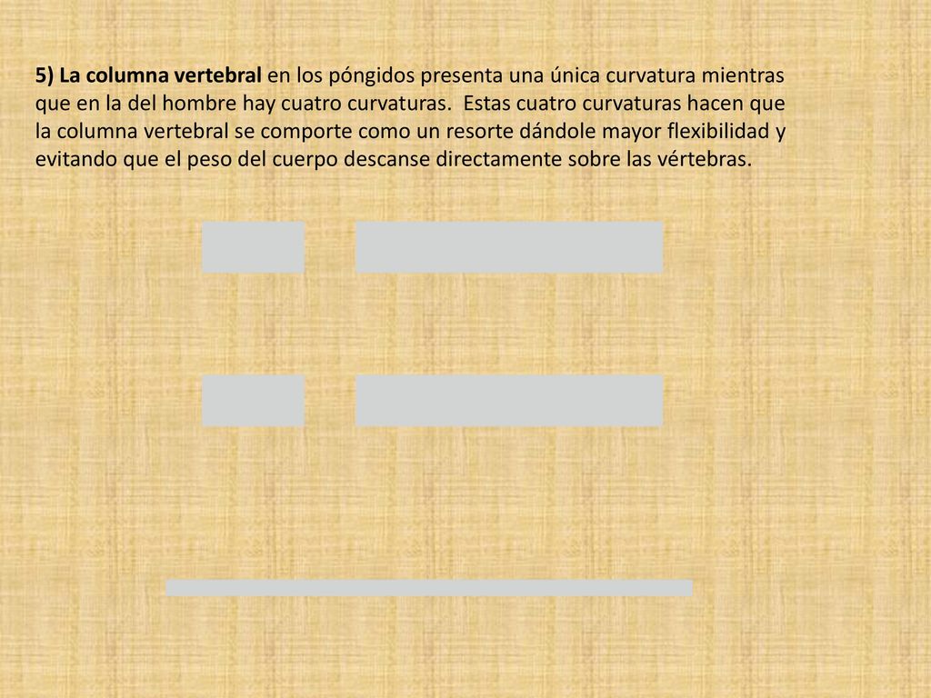 5) La columna vertebral en los póngidos presenta una única curvatura mientras que en la del hombre hay cuatro curvaturas.