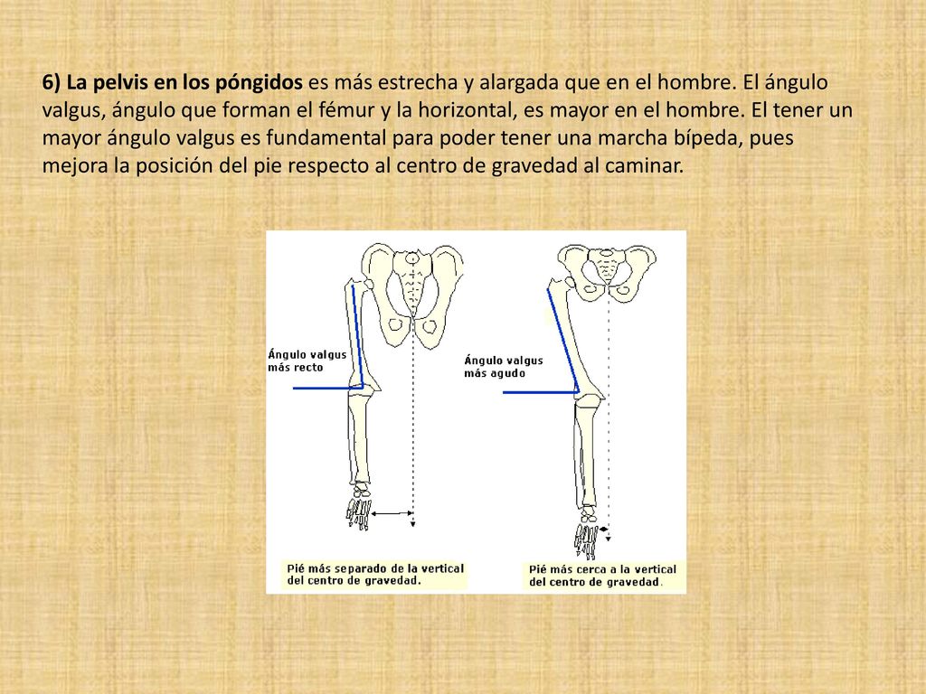 6) La pelvis en los póngidos es más estrecha y alargada que en el hombre.