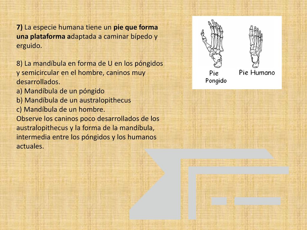 7) La especie humana tiene un pie que forma una plataforma adaptada a caminar bípedo y erguido.