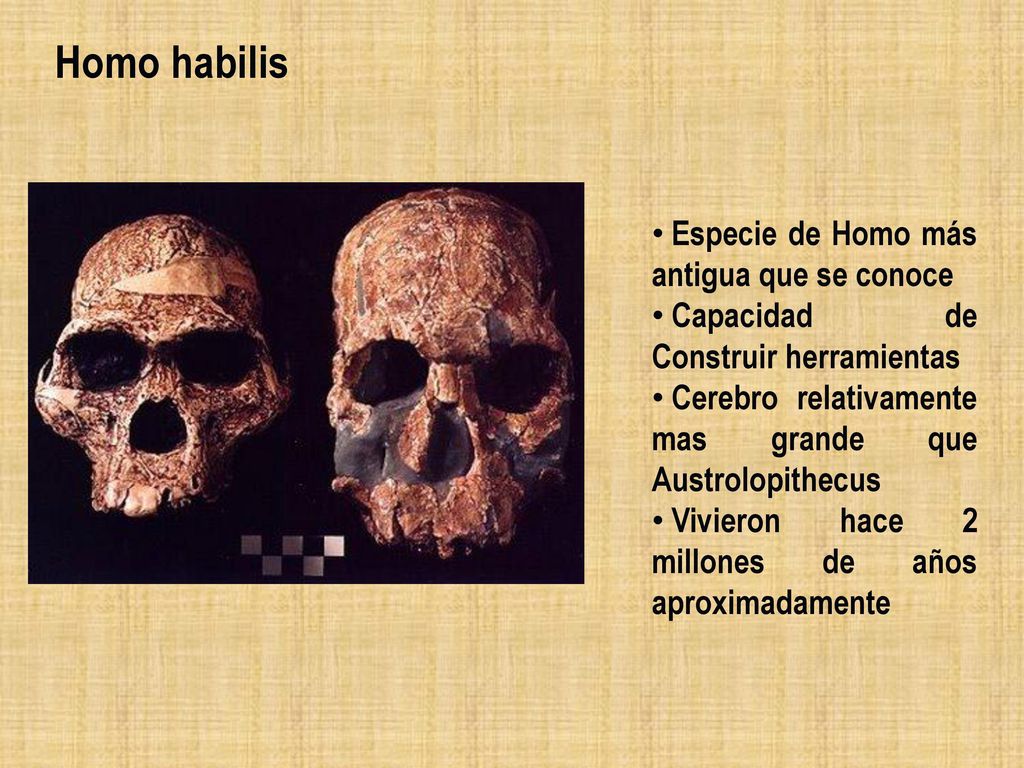 Homo habilis Especie de Homo más antigua que se conoce