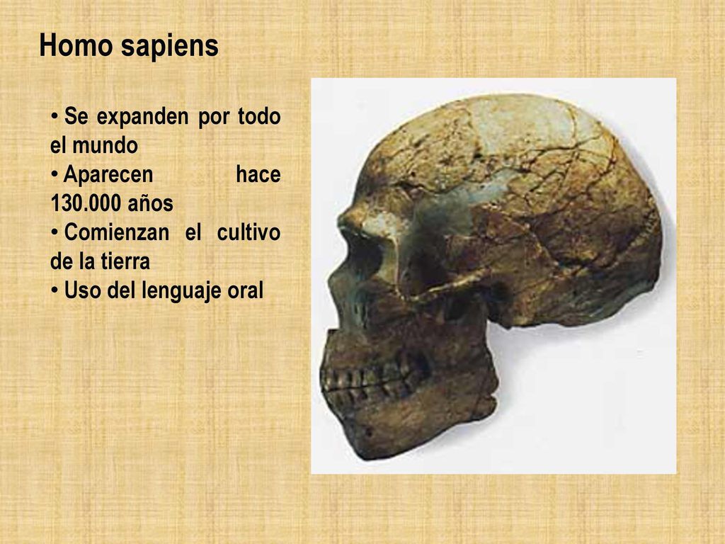 Homo sapiens Se expanden por todo el mundo Aparecen hace años