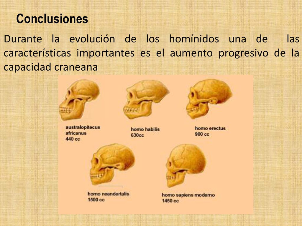 Conclusiones Durante la evolución de los homínidos una de las características importantes es el aumento progresivo de la capacidad craneana.