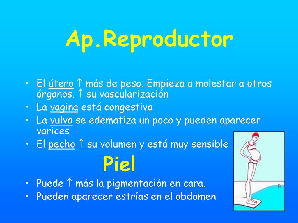 Ap.Reproductor El útero  más de peso. Empieza a molestar a otros órganos.  su vascularización. La vagina está congestiva.