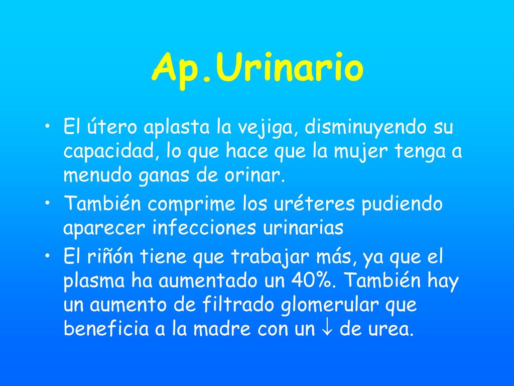 Ap.Urinario El útero aplasta la vejiga, disminuyendo su capacidad, lo que hace que la mujer tenga a menudo ganas de orinar.
