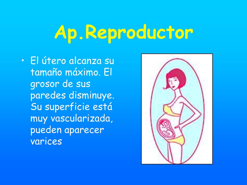 Ap.Reproductor El útero alcanza su tamaño máximo. El grosor de sus paredes disminuye.
