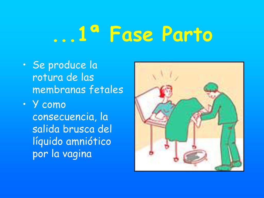 ...1ª Fase Parto Se produce la rotura de las membranas fetales