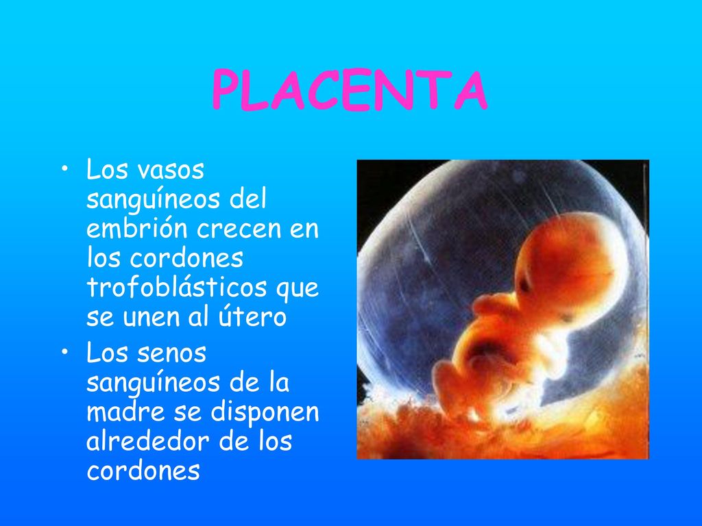 PLACENTA Los vasos sanguíneos del embrión crecen en los cordones trofoblásticos que se unen al útero.
