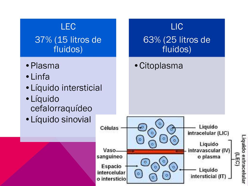 LEC 37% (15 litros de fluidos) Plasma. Linfa. Líquido intersticial. Líquido cefalorraquídeo. Líquido sinovial.