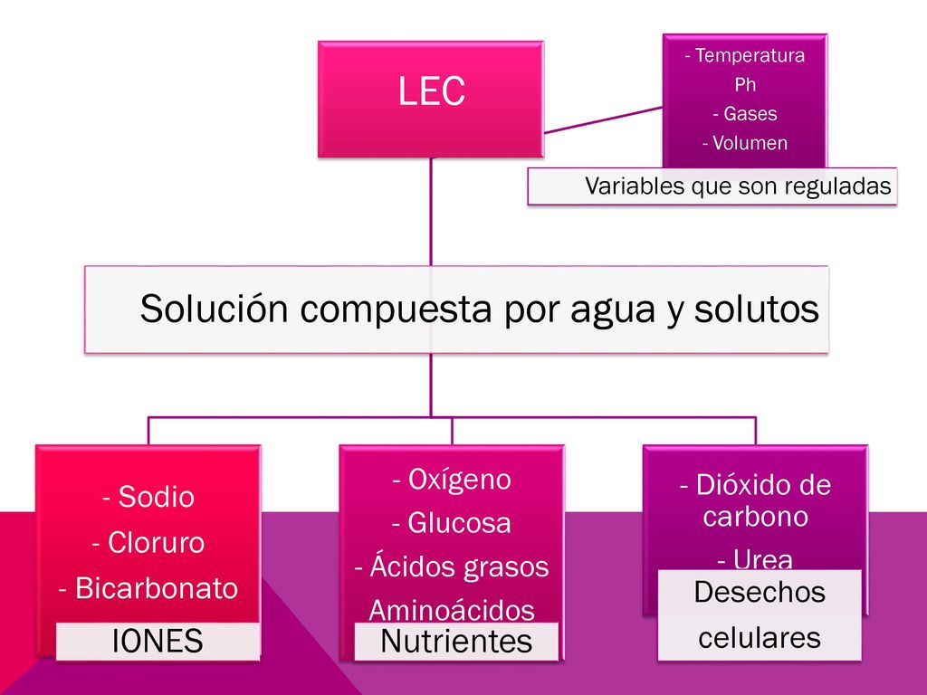 LEC Solución compuesta por agua y solutos IONES Nutrientes - Sodio