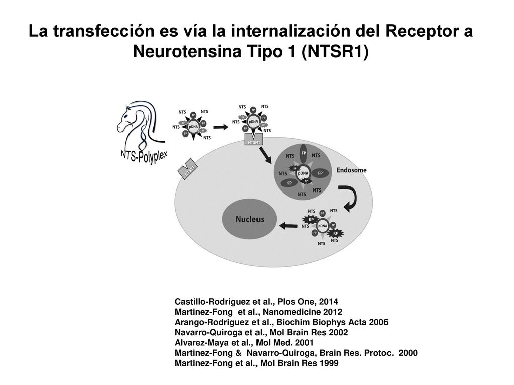 La transfección es vía la internalización del Receptor a Neurotensina Tipo 1 (NTSR1)