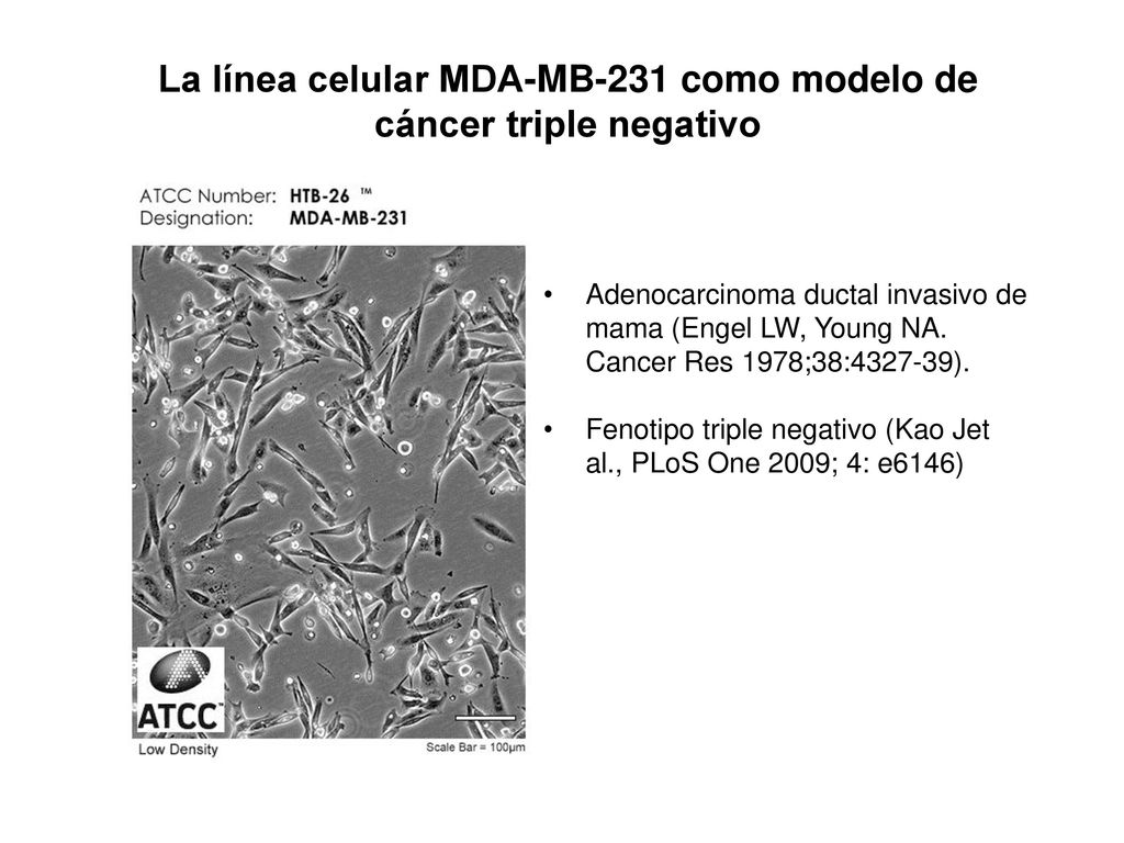La línea celular MDA-MB-231 como modelo de cáncer triple negativo