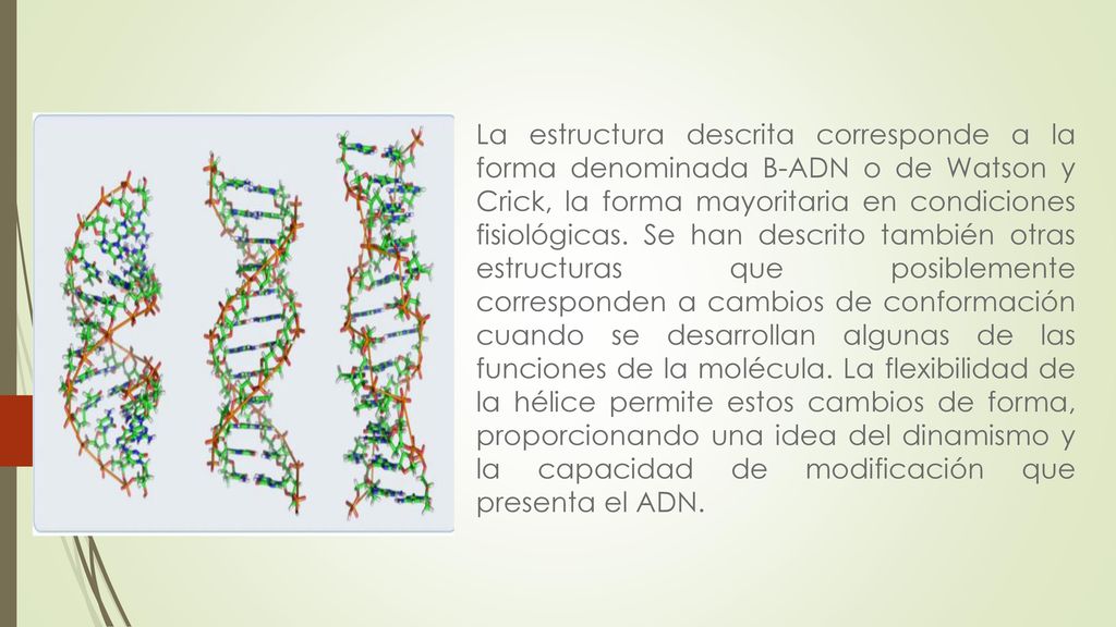 La estructura descrita corresponde a la forma denominada B-ADN o de Watson y Crick, la forma mayoritaria en condiciones fisiológicas.