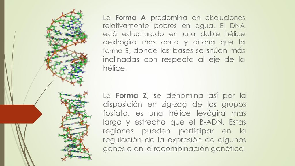 La Forma A predomina en disoluciones relativamente pobres en agua