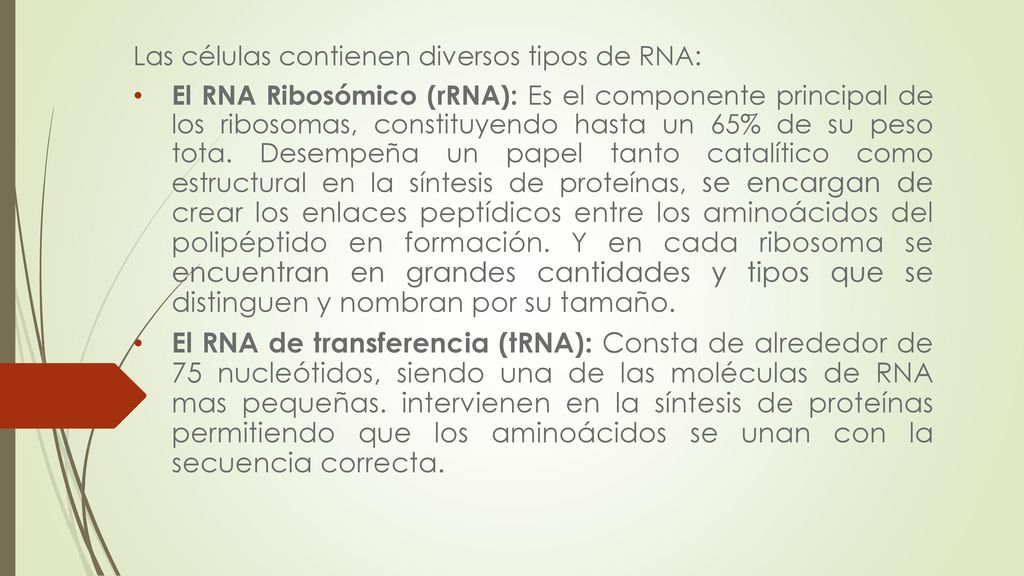 Las células contienen diversos tipos de RNA: