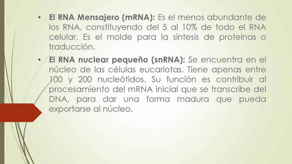 El RNA Mensajero (mRNA): Es el menos abundante de los RNA, constituyendo del 5 al 10% de todo el RNA celular. Es el molde para la síntesis de proteínas o traducción.