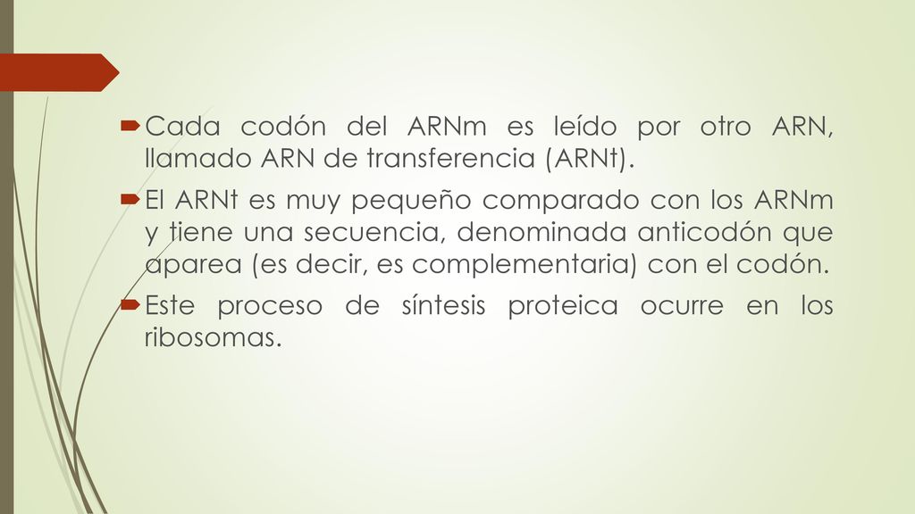 Cada codón del ARNm es leído por otro ARN, llamado ARN de transferencia (ARNt).