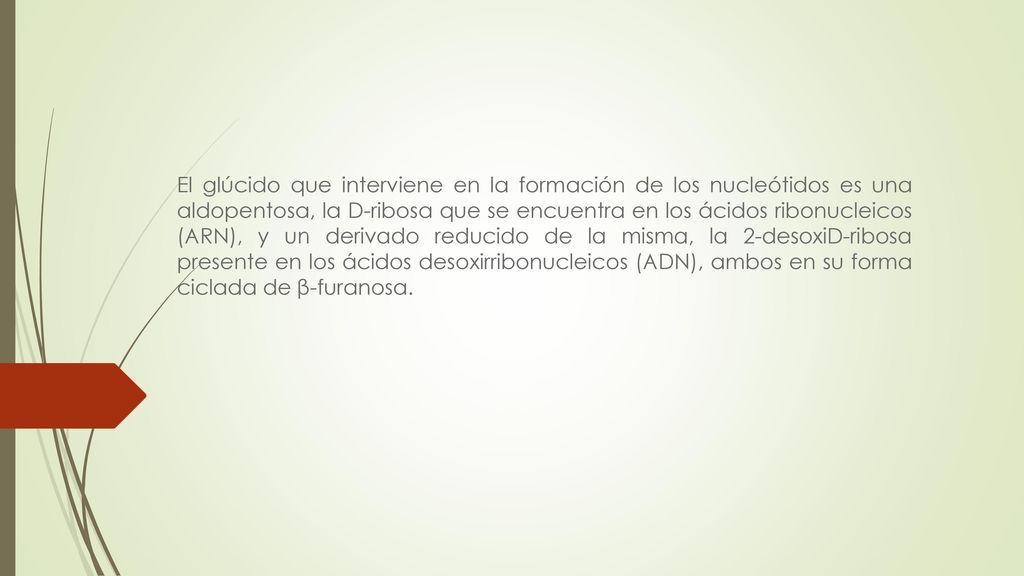 El glúcido que interviene en la formación de los nucleótidos es una aldopentosa, la D-ribosa que se encuentra en los ácidos ribonucleicos (ARN), y un derivado reducido de la misma, la 2-desoxiD-ribosa presente en los ácidos desoxirribonucleicos (ADN), ambos en su forma ciclada de β-furanosa.