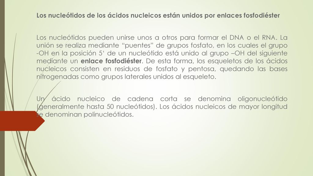 Los nucleótidos de los ácidos nucleicos están unidos por enlaces fosfodiéster