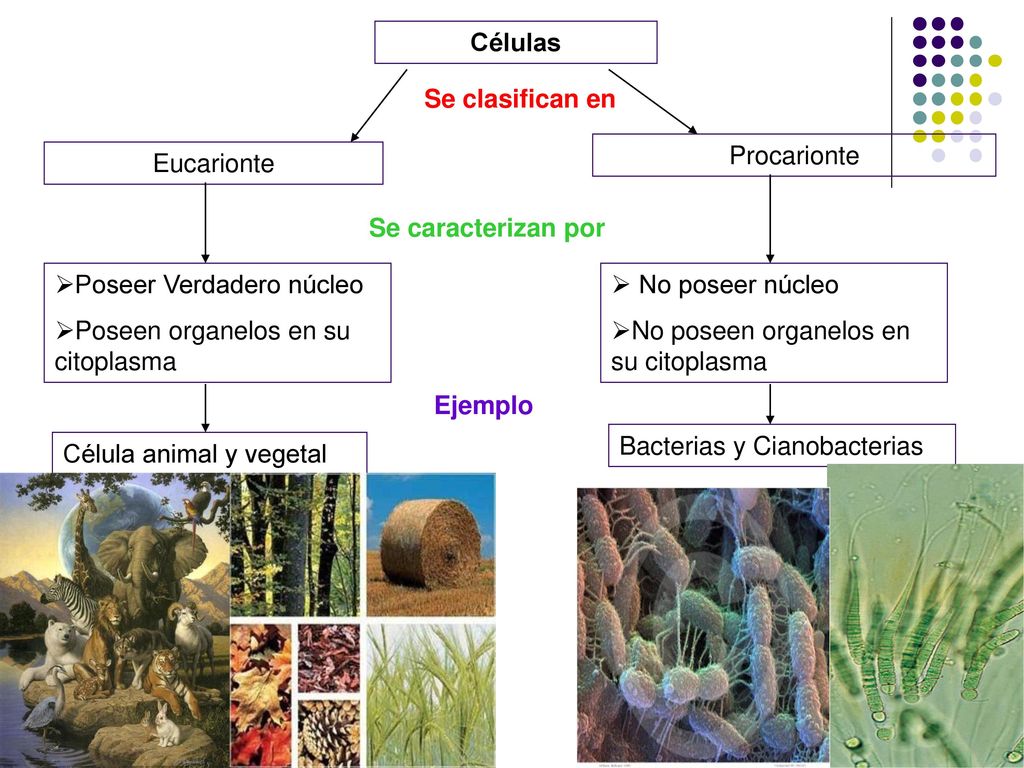 Células Se clasifican en. Procarionte. Eucarionte. Se caracterizan por. Poseer Verdadero núcleo.