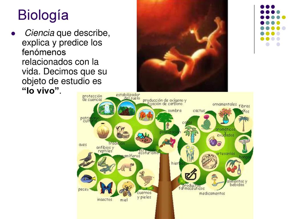 Biología Ciencia que describe, explica y predice los fenómenos relacionados con la vida.
