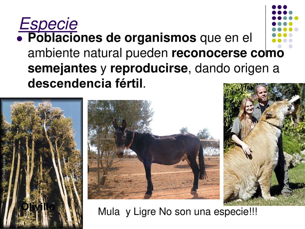 Especie Poblaciones de organismos que en el ambiente natural pueden reconocerse como semejantes y reproducirse, dando origen a descendencia fértil.