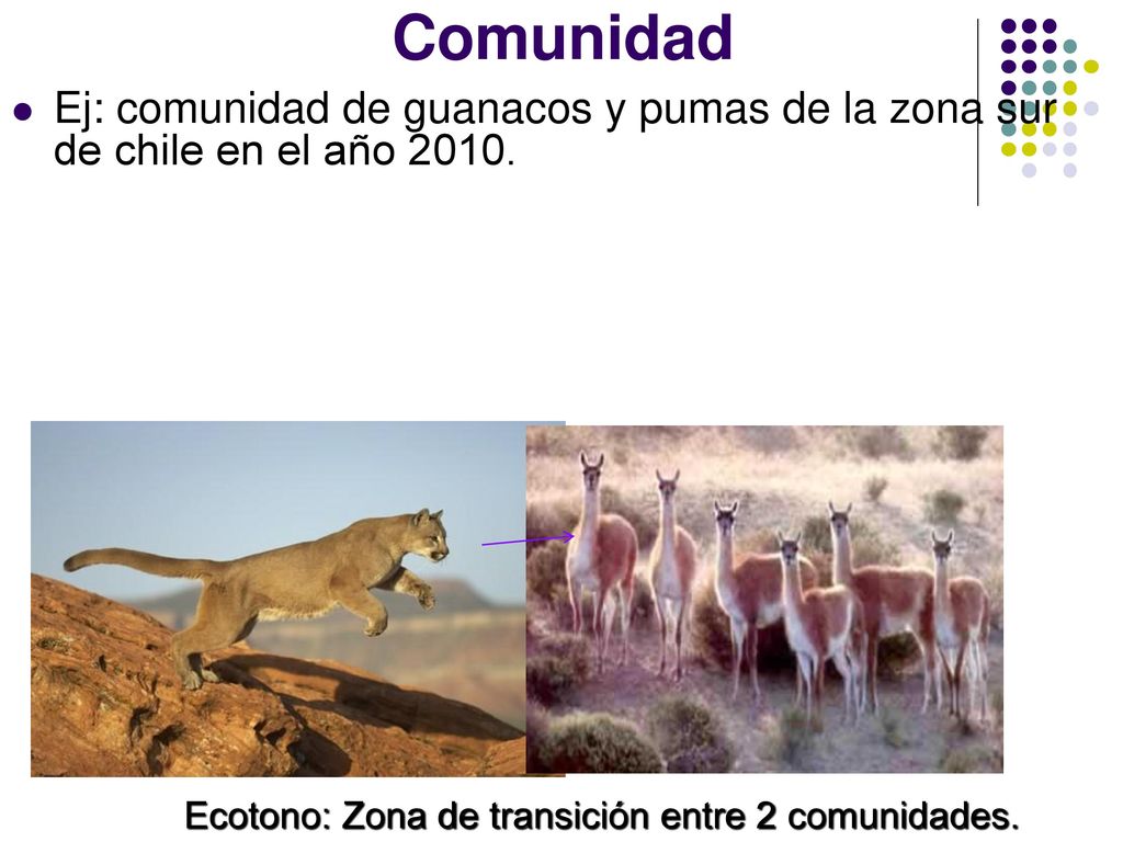 Comunidad Ej: comunidad de guanacos y pumas de la zona sur de chile en el año 2010.