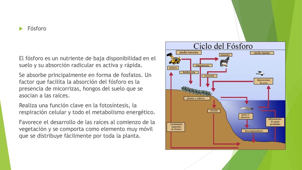Fósforo El fósforo es un nutriente de baja disponibilidad en el suelo y su absorción radicular es activa y rápida.