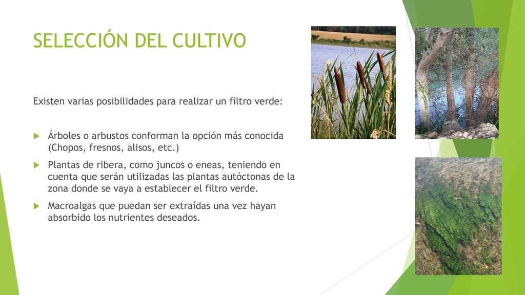 SELECCIÓN DEL CULTIVO Existen varias posibilidades para realizar un filtro verde: