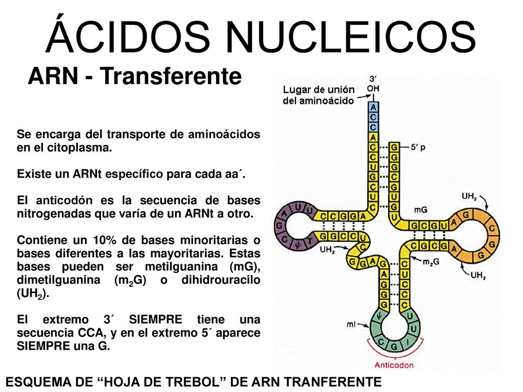 ÁCIDOS NUCLEICOS ARN - Transferente